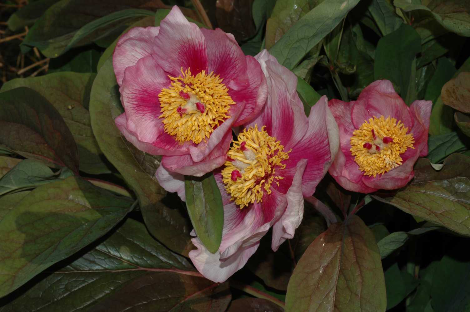 Paeoniaceae Paeonia obovata