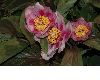 image of Paeonia obovata