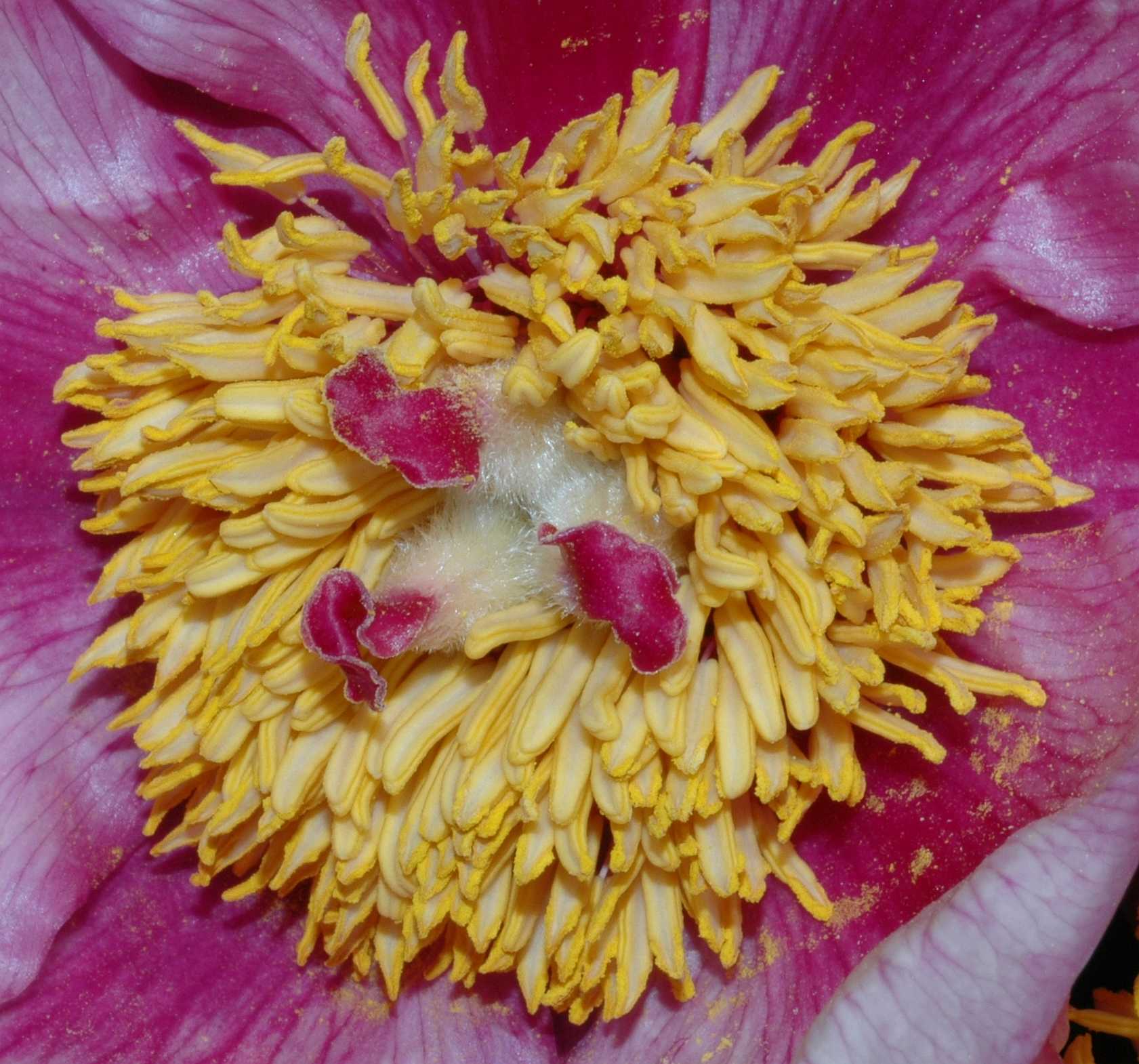 Paeoniaceae Paeonia obovata