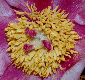 image of Paeonia obovata