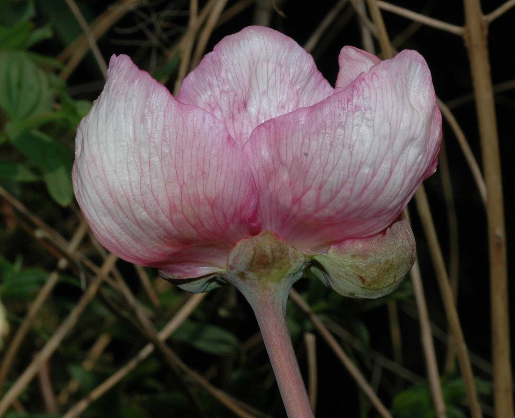 Paeoniaceae Paeonia obovata