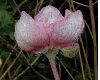 image of Paeonia obovata