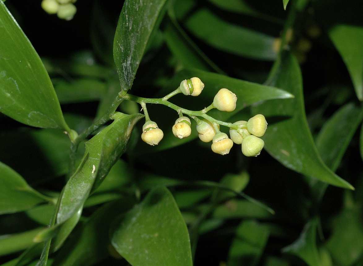 Asparagaceae Danae racemosa