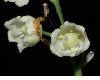 image of Convallaria majalis