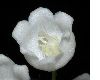 image of Convallaria majalis