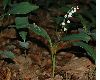 image of Convallaria majalis