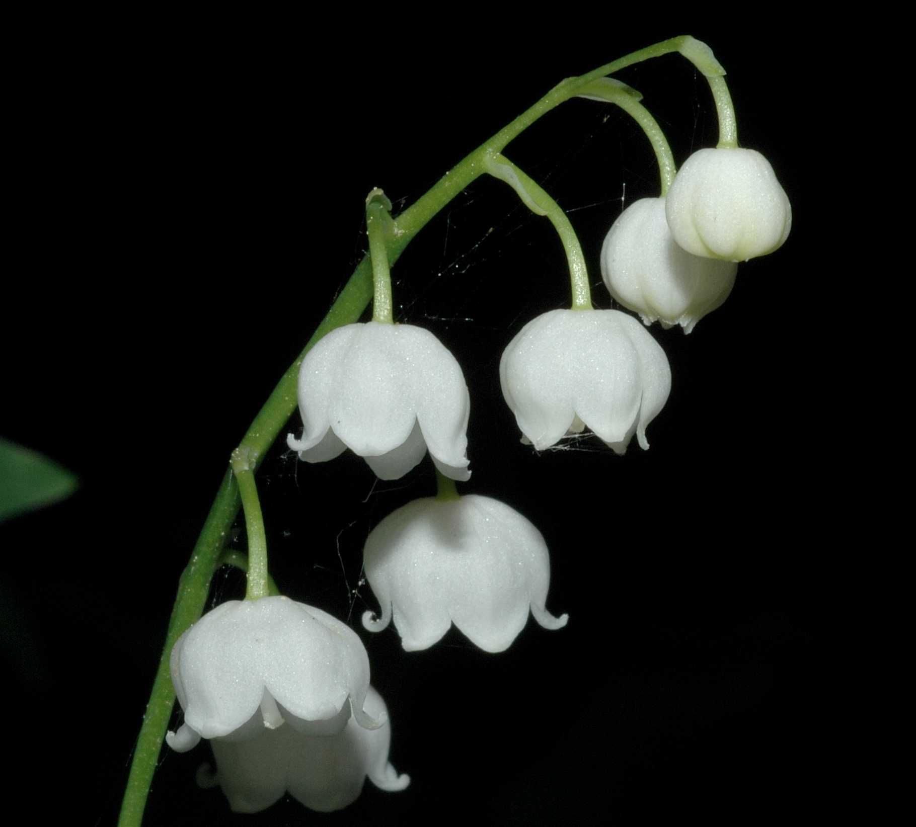 Asparagaceae Convallaria majalis