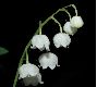 image of Convallaria majalis