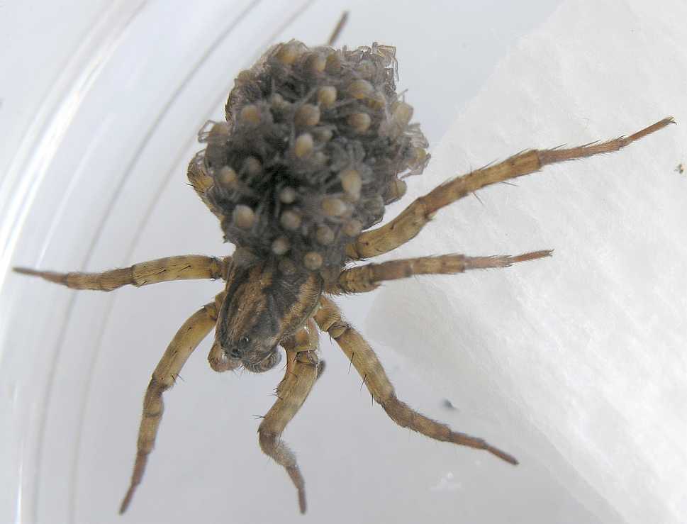 Lycosidae  