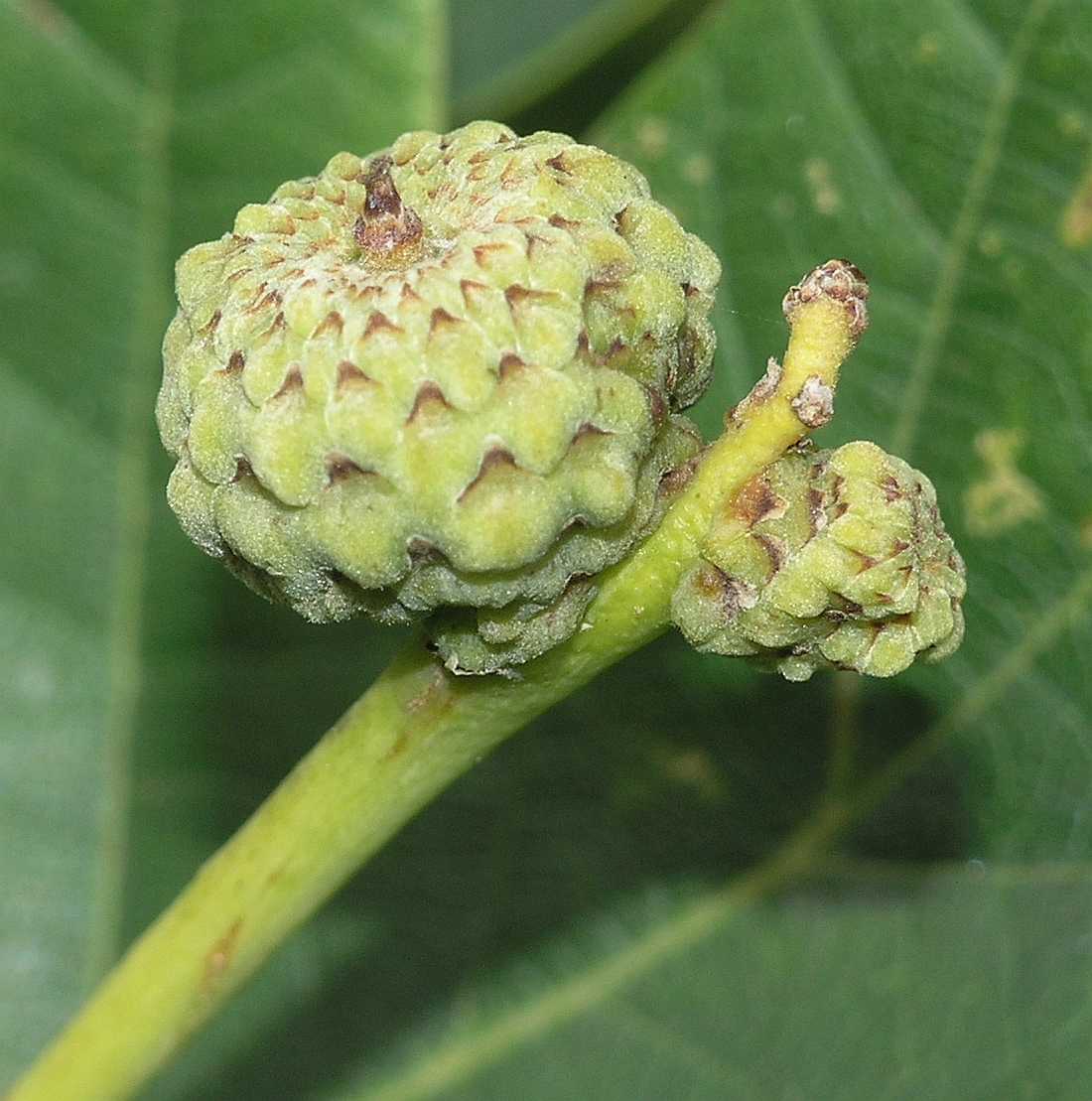 Fagaceae Quercus robur