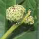 image of Quercus robur