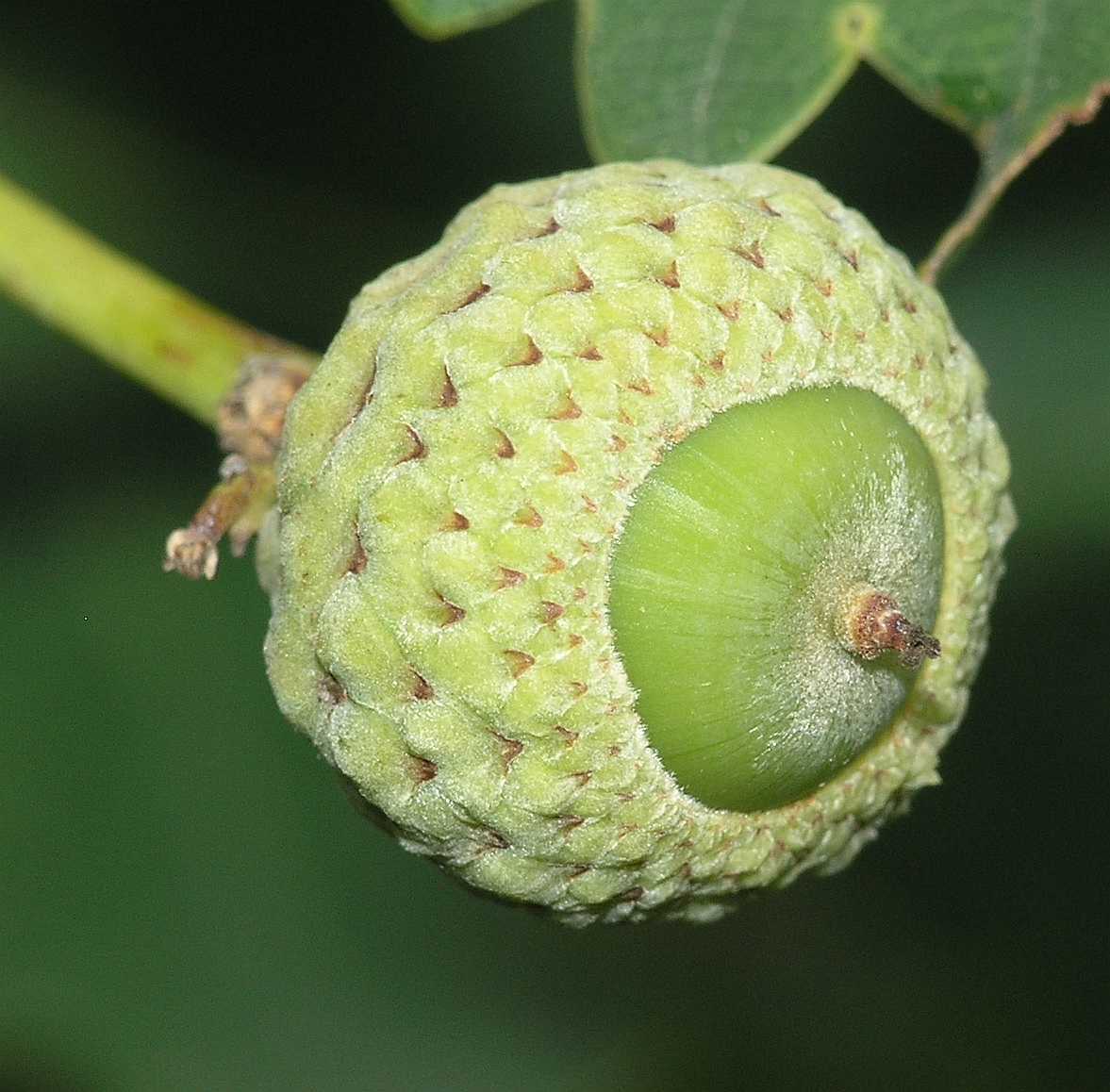 Fagaceae Quercus robur