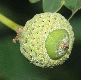 image of Quercus robur