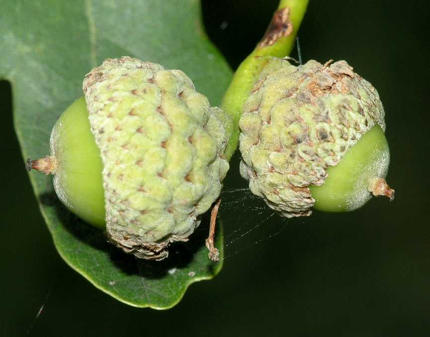 Fagaceae Quercus robur
