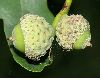 image of Quercus robur