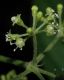 image of Panax ginseng