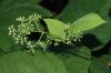 image of Panax ginseng