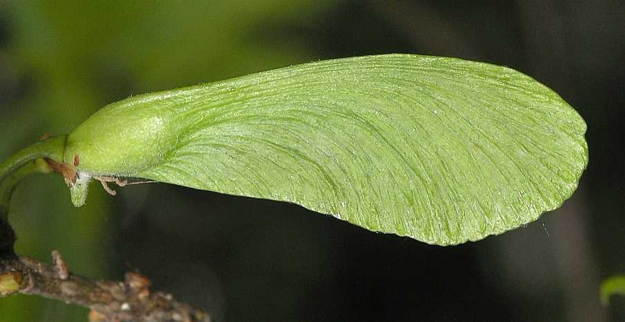 Aceraceae Acer saccharinum