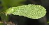 image of Acer saccharinum