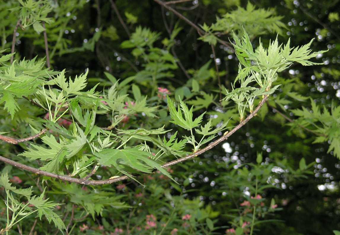 Aceraceae Acer saccharinum