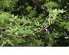 image of Acer saccharinum