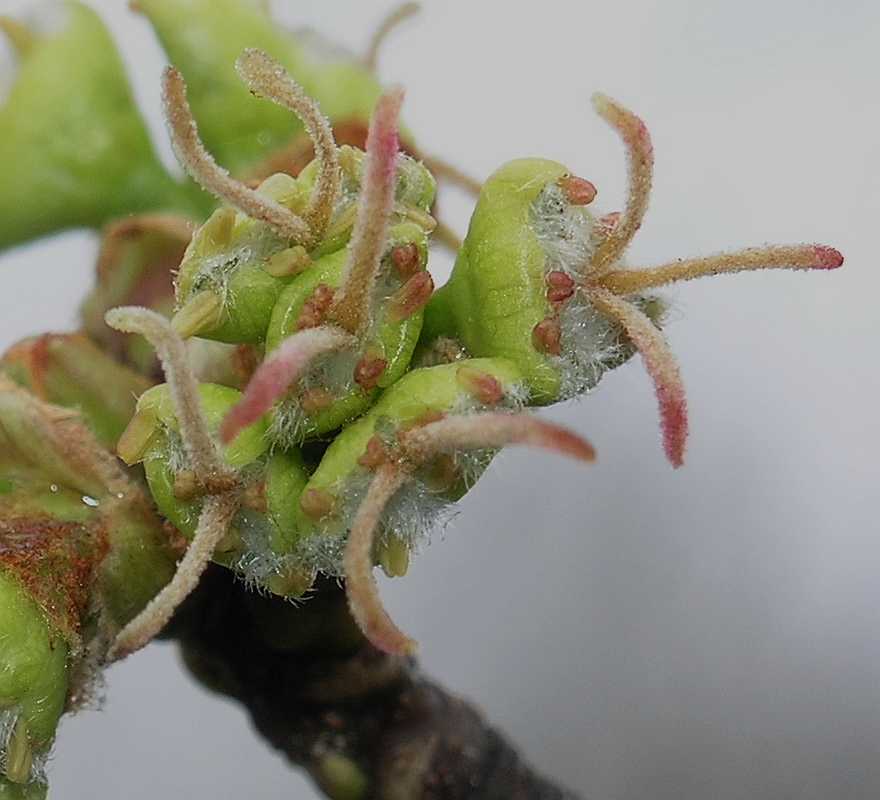 Aceraceae Acer saccharinum