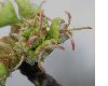 image of Acer saccharinum