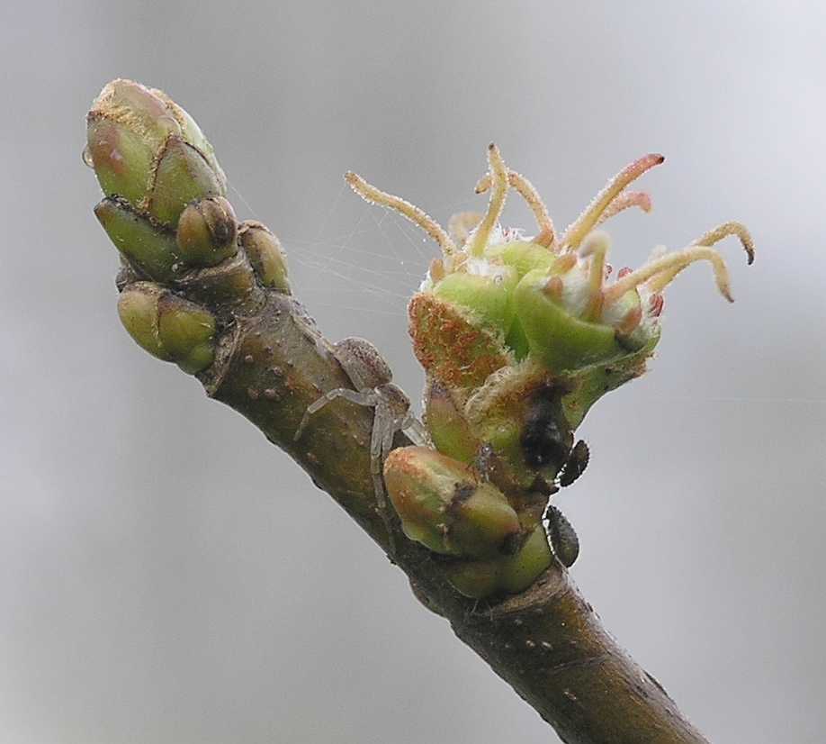 Aceraceae Acer saccharinum