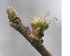 image of Acer saccharinum