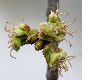 image of Acer saccharinum