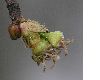 image of Acer saccharinum