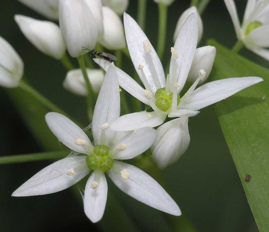 Amaryllidaceae Allium ursinum