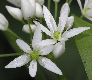 image of Allium ursinum