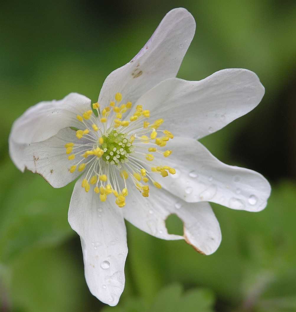 Ranunculaceae Anemone nemorosa