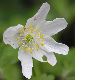 image of Anemone nemorosa