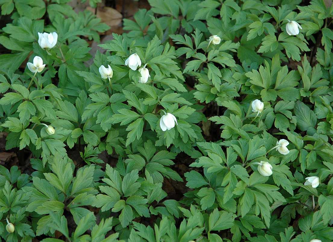 Ranunculaceae Anemone nemorosa