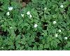 image of Anemone nemorosa