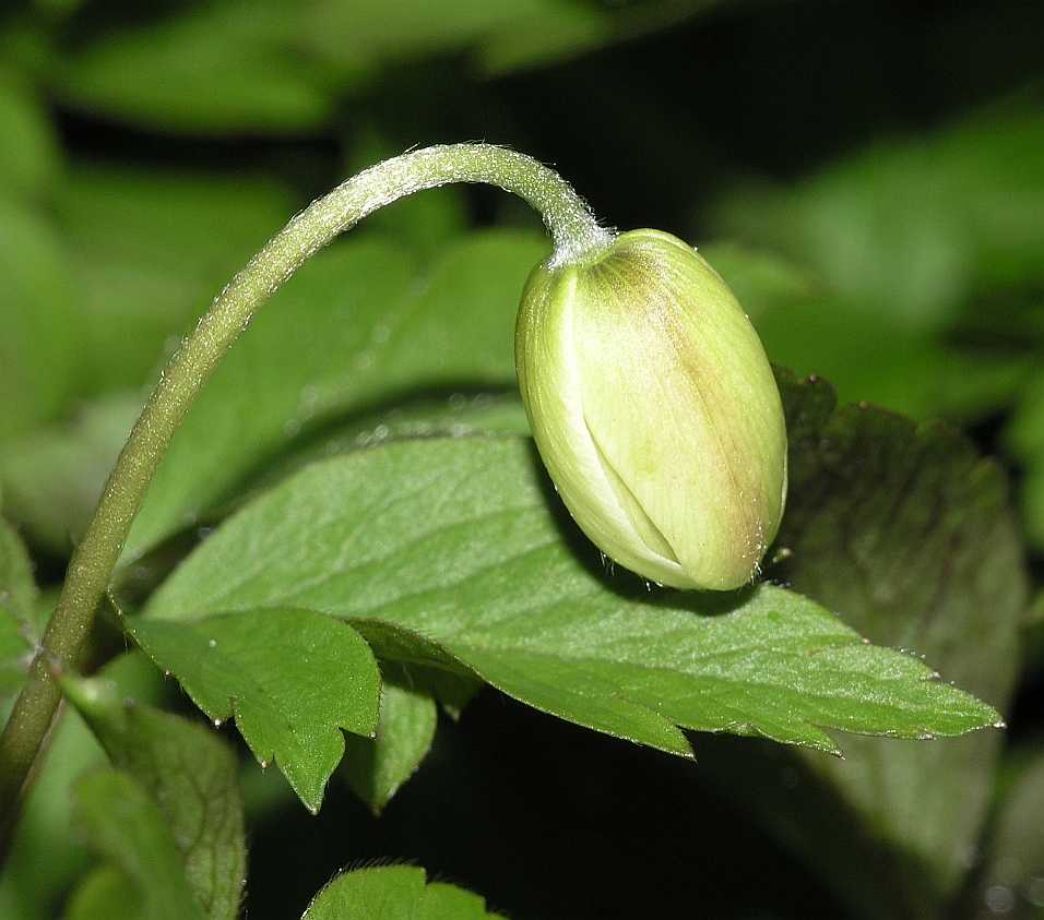Ranunculaceae Anemone nemorosa