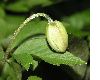 image of Anemone nemorosa