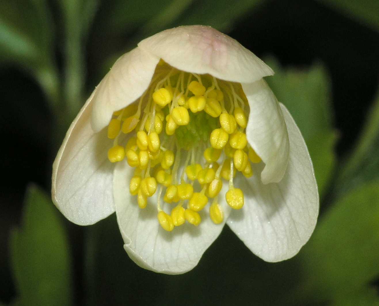 Ranunculaceae Anemone nemorosa