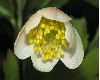 image of Anemone nemorosa