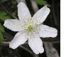 image of Anemone nemorosa