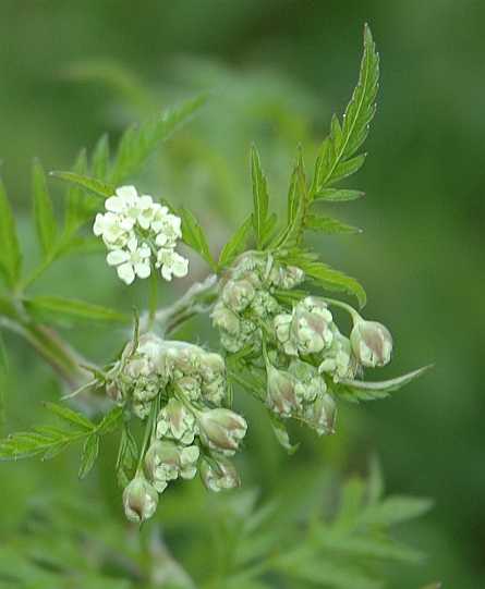 Apiaceae Anthriscus sylvestris
