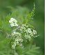 image of Anthriscus sylvestris