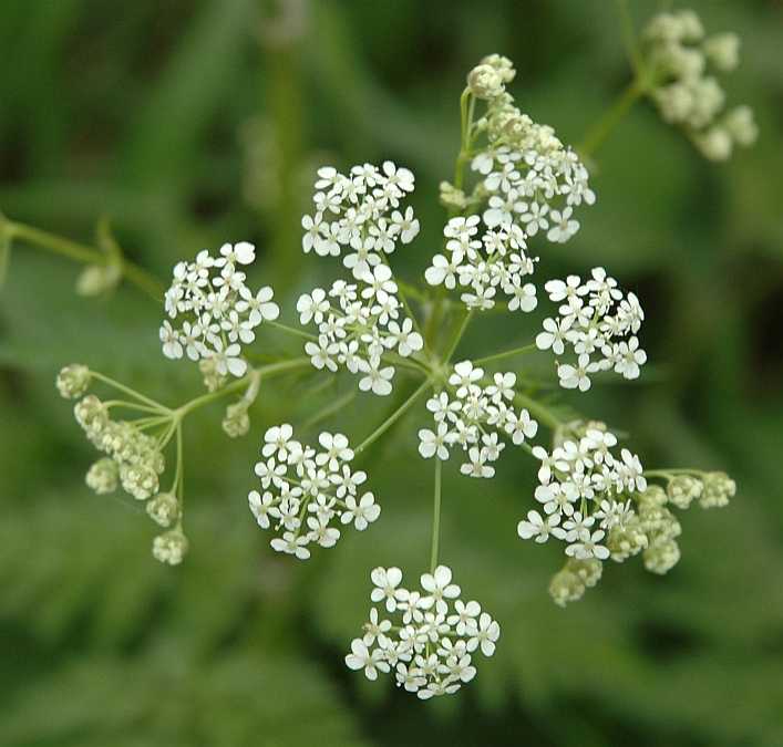 Apiaceae Anthriscus sylvestris