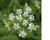 image of Anthriscus sylvestris