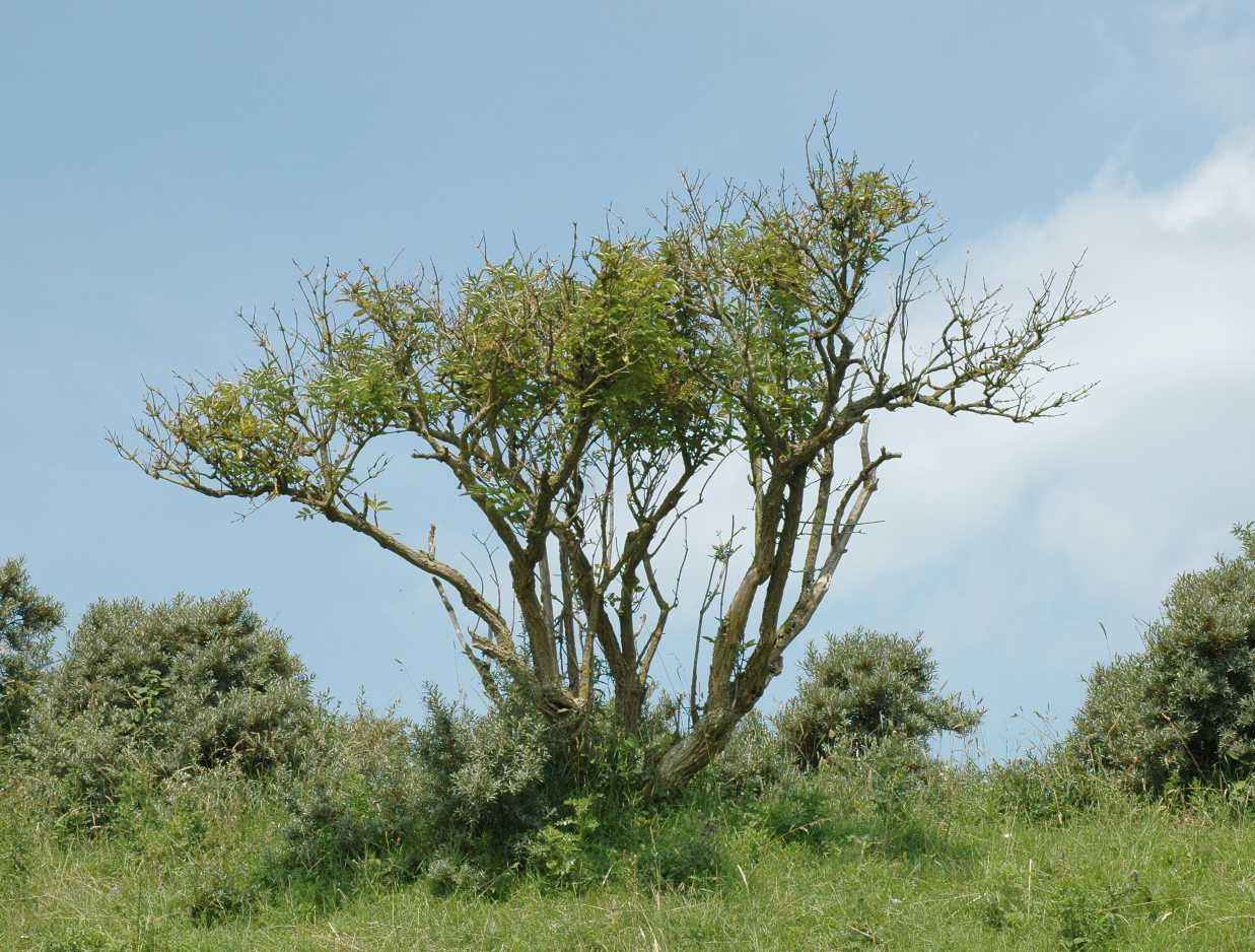 Adoxaceae Sambucus nigra