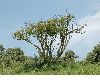 image of Sambucus nigra