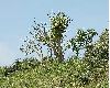 image of Sambucus nigra