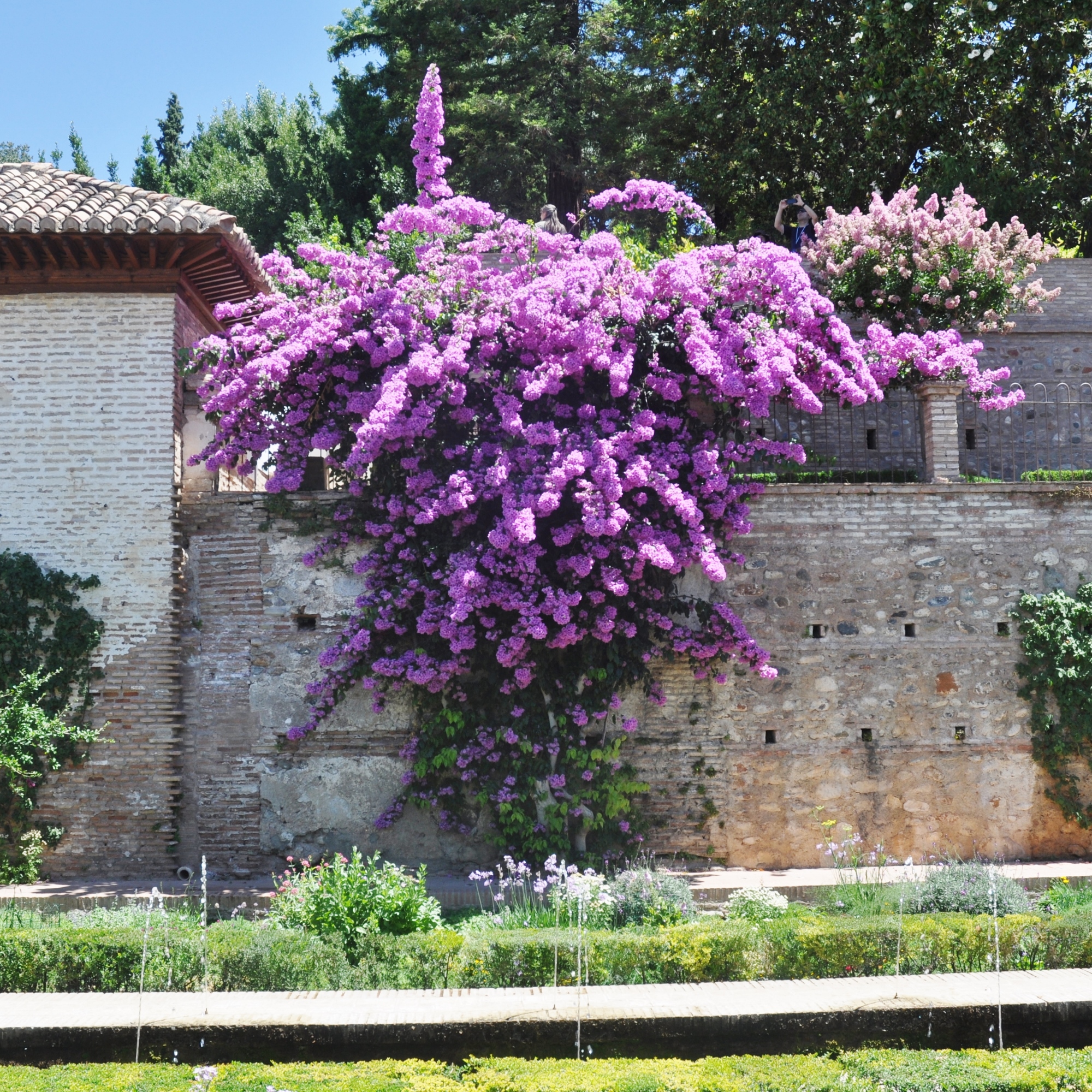 Nyctaginaceae Bougainvillea 